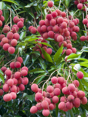 litchi, letchi, litchis, letchis, letchee, letchees, litchee