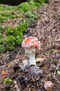 Toadstool  in  forest