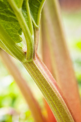 Fototapeta premium Leaves of a rhubarb, close up