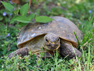 Russische Landschildkröte