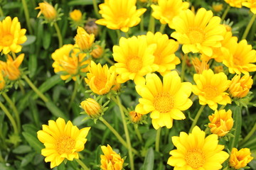 黄色のデイジー畑