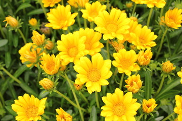 黄色のデイジー畑