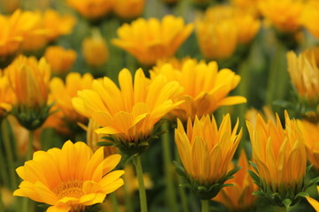 黄色のデイジー畑