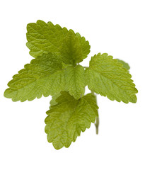 lemon balm