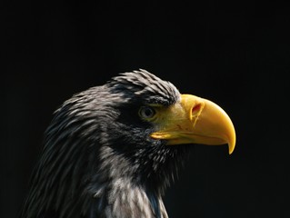 Obraz premium Steller's Sea Eagle