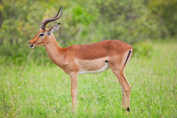 Naklejka na ściany i meble Male impala antelope, Kruger National Park, South Africa