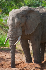 Fototapeta na wymiar African elephant in Kruger National Park, South Africa