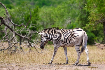 Fototapeta na wymiar Zebra in Kruger National Park, South Africa