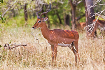 Naklejka na ściany i meble Male impala antelope, Kruger National Park, South Africa