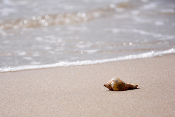 Muschel am Strand