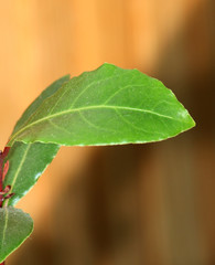 young laurel bay leaf