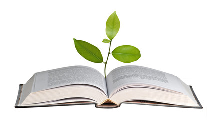 citrus sapling growing from book