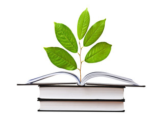 sapling growing from open book