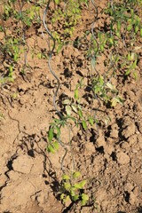 Jardinage : cultiver des tomates