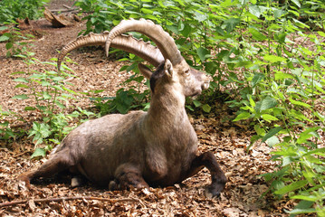 Steinbock