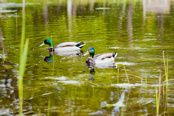 ducks on the lake