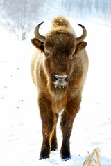 wild bison © Vasiliy Koval