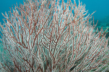 red fire coral