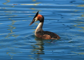 Great crested grebe duck