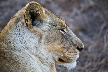 African lioness in Hlane National Park, Swaziland