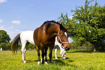 Obraz premium horse