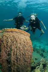scuba divers and barrel sponge coral
