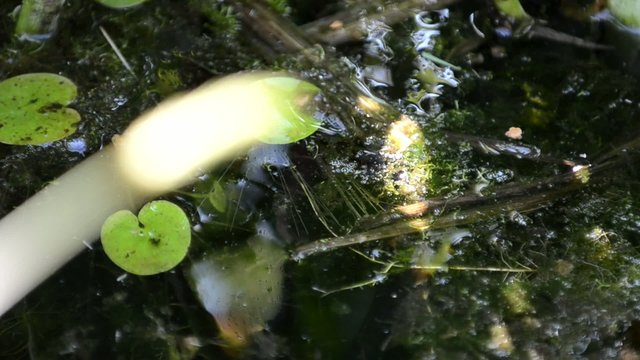 Wasserfrosch