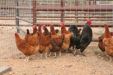 Chickens