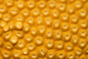 compact coral texture