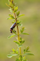 soldier beetle