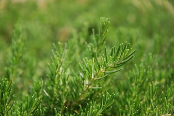 Rosmarin - Rosmarinus officinalis