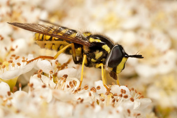 Hoverfly Feeding on Flowers