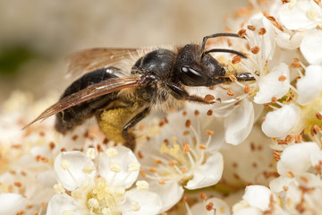 Mining Bee on Pyracantha