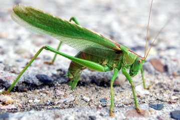 Heupferd bei der Eiablage