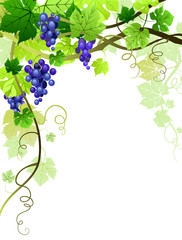 Grapes background