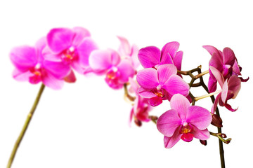 Fototapeta na wymiar magenta orchids