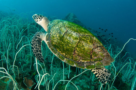 sea turtle in white whip coral
