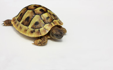 testudo hermanni