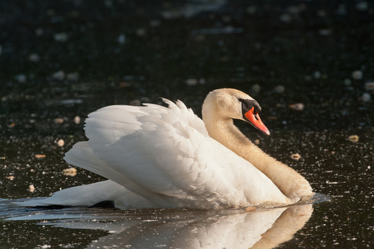 Der Schwan