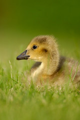 Canada Goose gosling 1