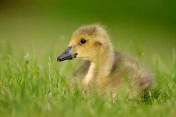 Canada Goose gosling 2