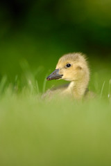 Canada Goose gosling 3