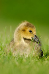 Canada Goose gosling 4
