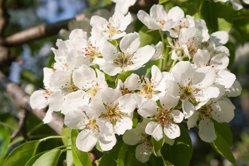 Obraz premium apple tree flowers