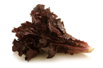 Radicchio rosso