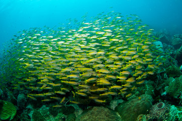 Fototapeta na wymiar school of fuselier fish on coral reef