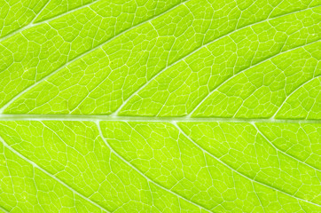 Fototapeta na wymiar leaf background