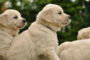 Golden retriever puppies from side