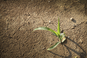 Plant in a barren field