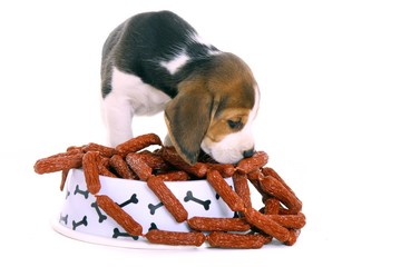 Beagle Welpe mit Napf voll Würstschen